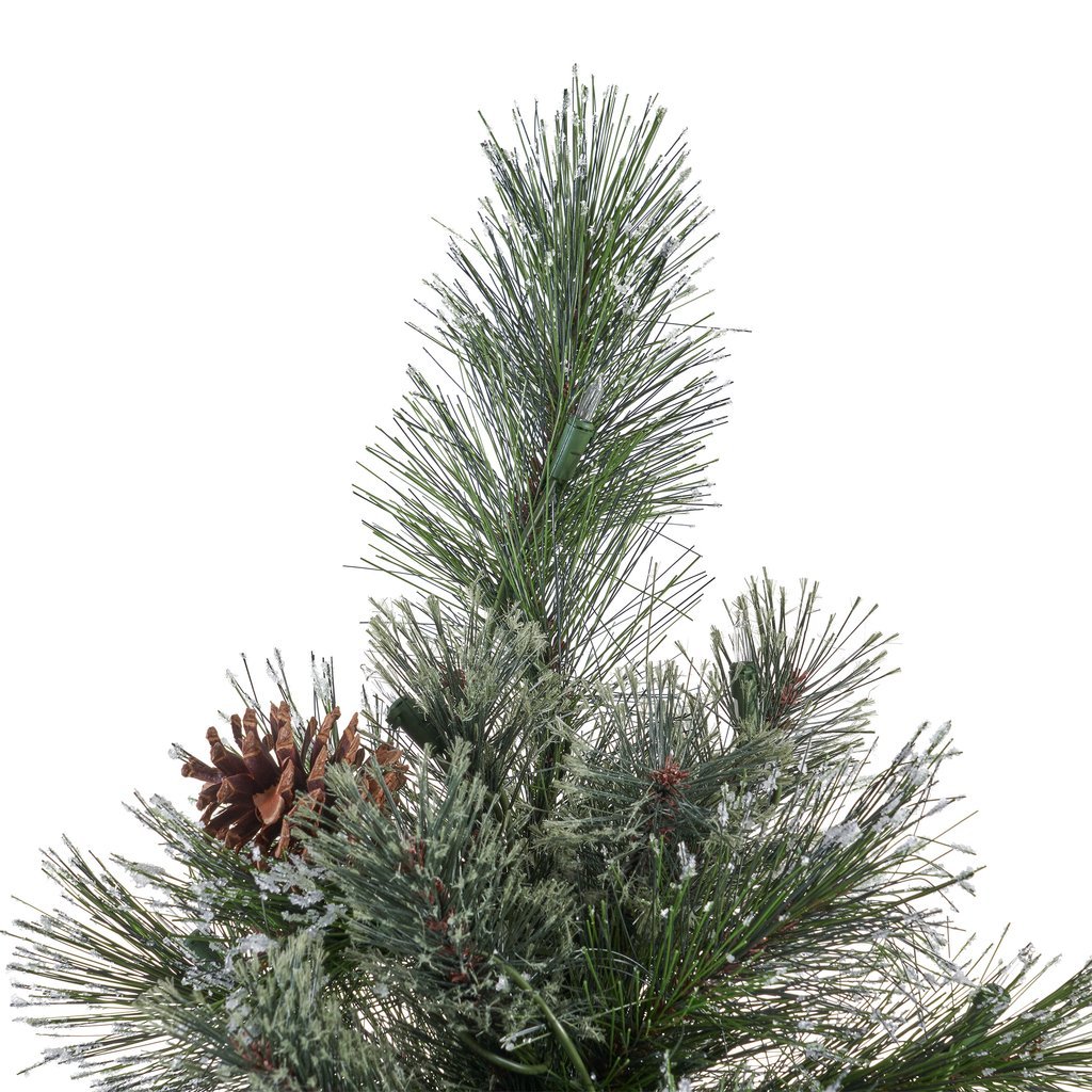 cashmere pine 3