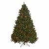 norway spruce 12