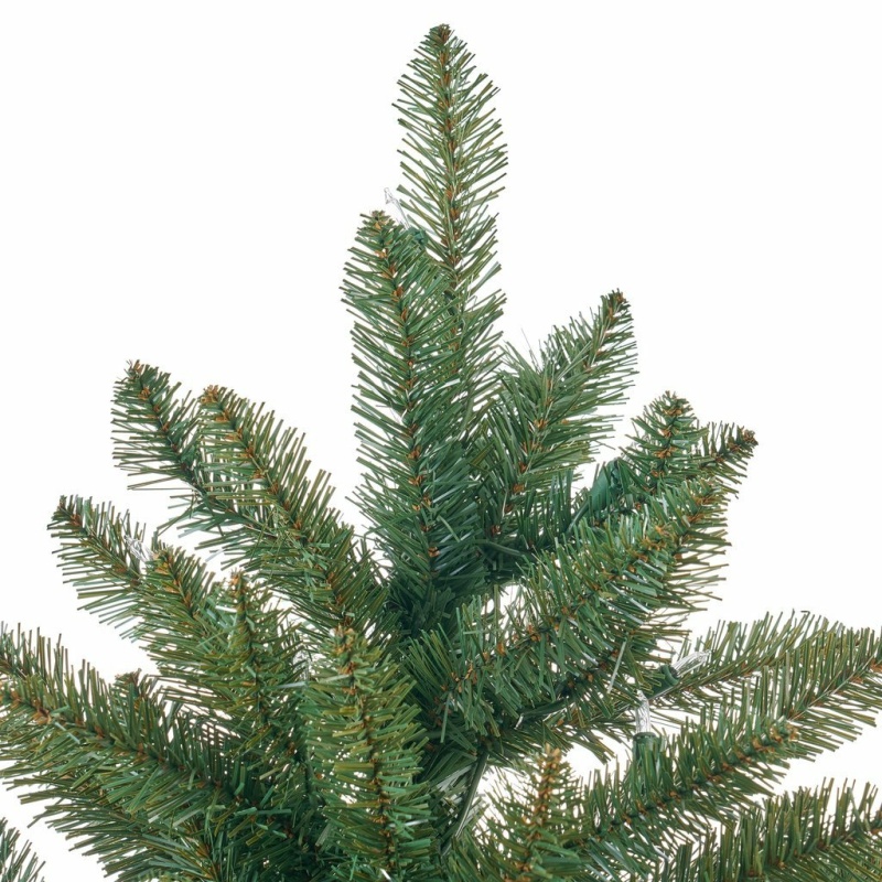 norway spruce 3