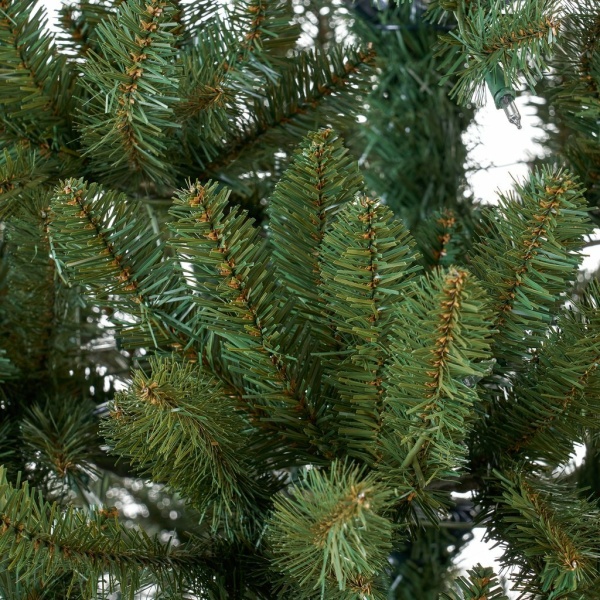 norway spruce 4